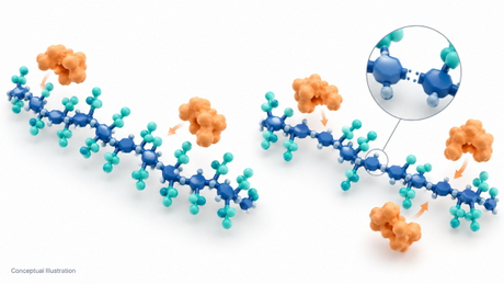 Cellulose Ether Substitution And Enzyme Accessibility.jpg